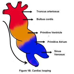 Figure 1B. Cardiac Looping